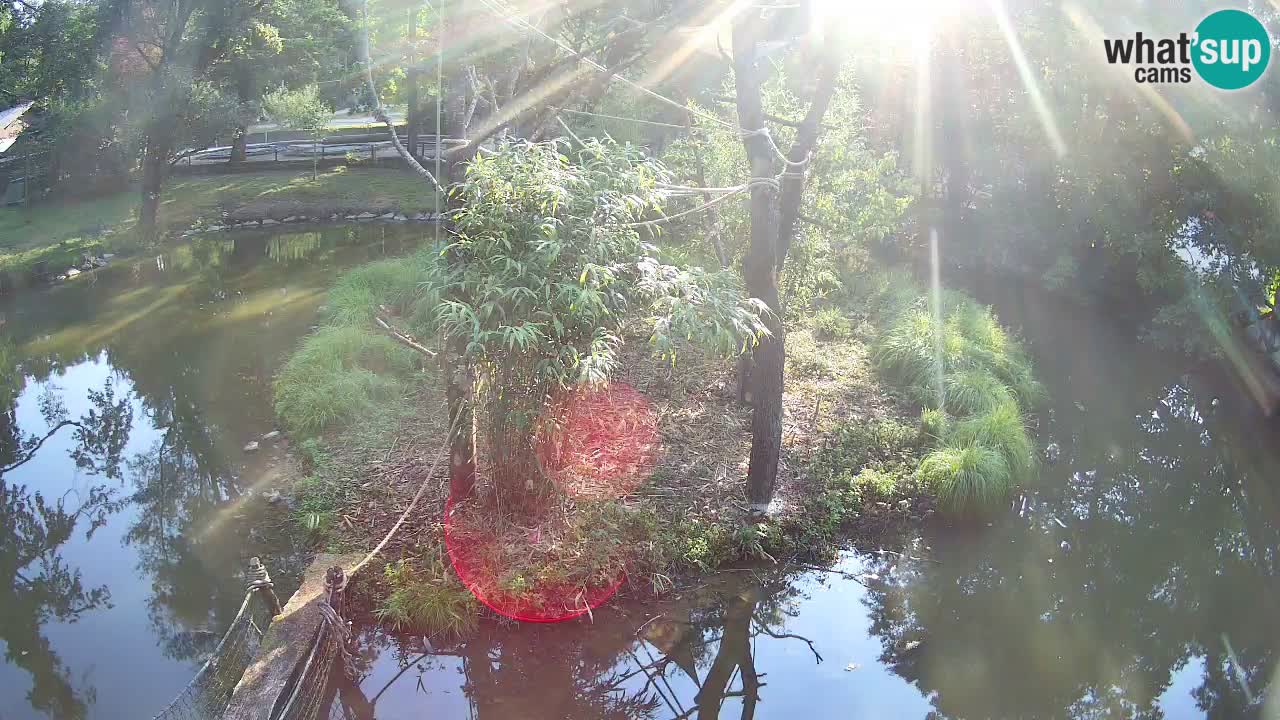 Südlicher Gelbwangen-Schopfgibbon Zoo Ljubljana webcam