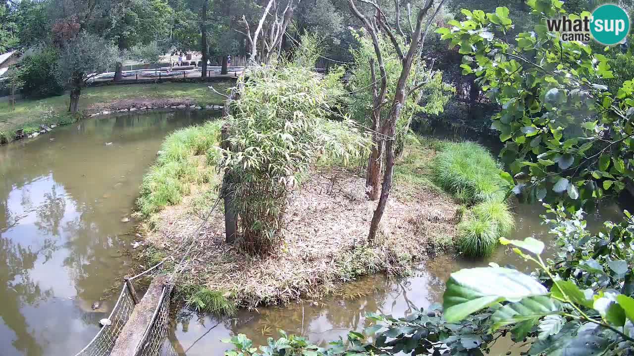 Gibon – Nomascus gabriellae – Zoo Ljubljana web kamera