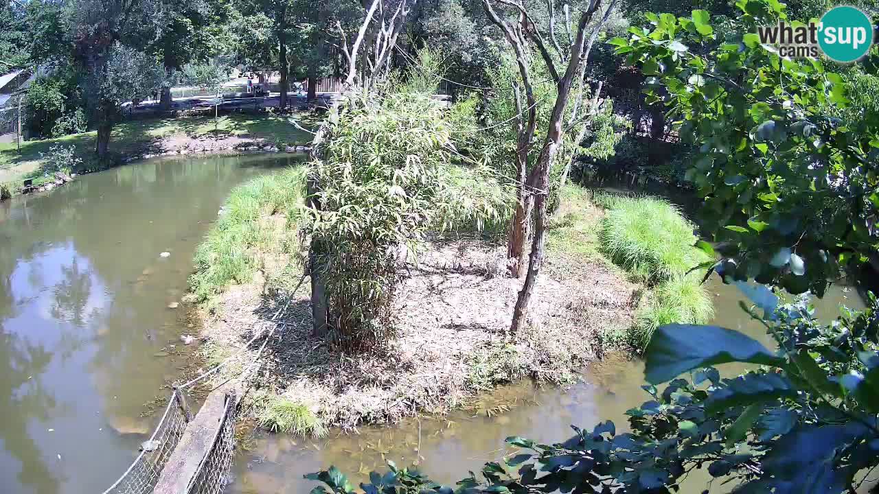 Yellow-cheeked gibbon Zoo Ljubljana livecam