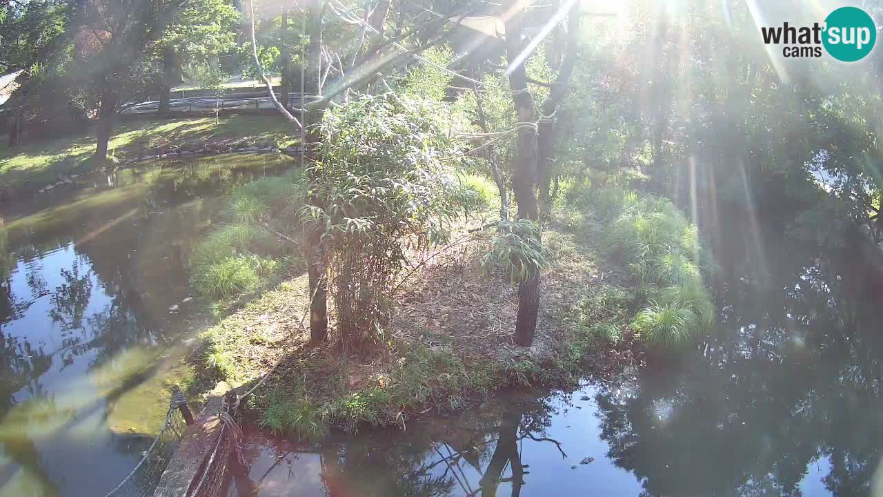 Gibon – Nomascus gabriellae – Zoo Ljubljana web kamera