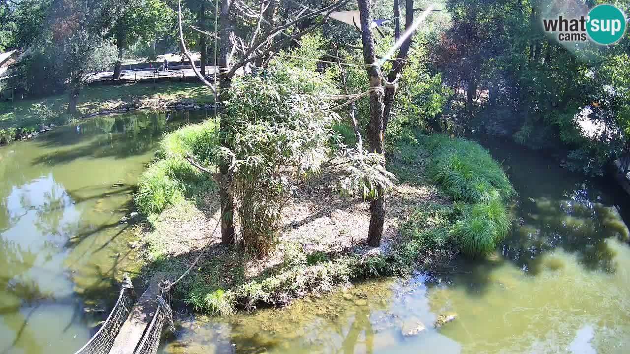 Gibón de mejillas beige Zoo Ljubljana