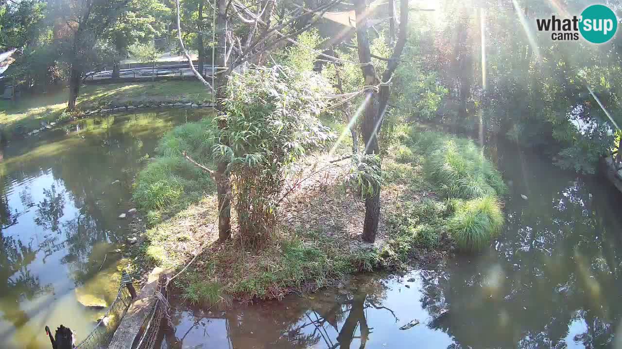 Yellow-cheeked gibbon Zoo Ljubljana livecam