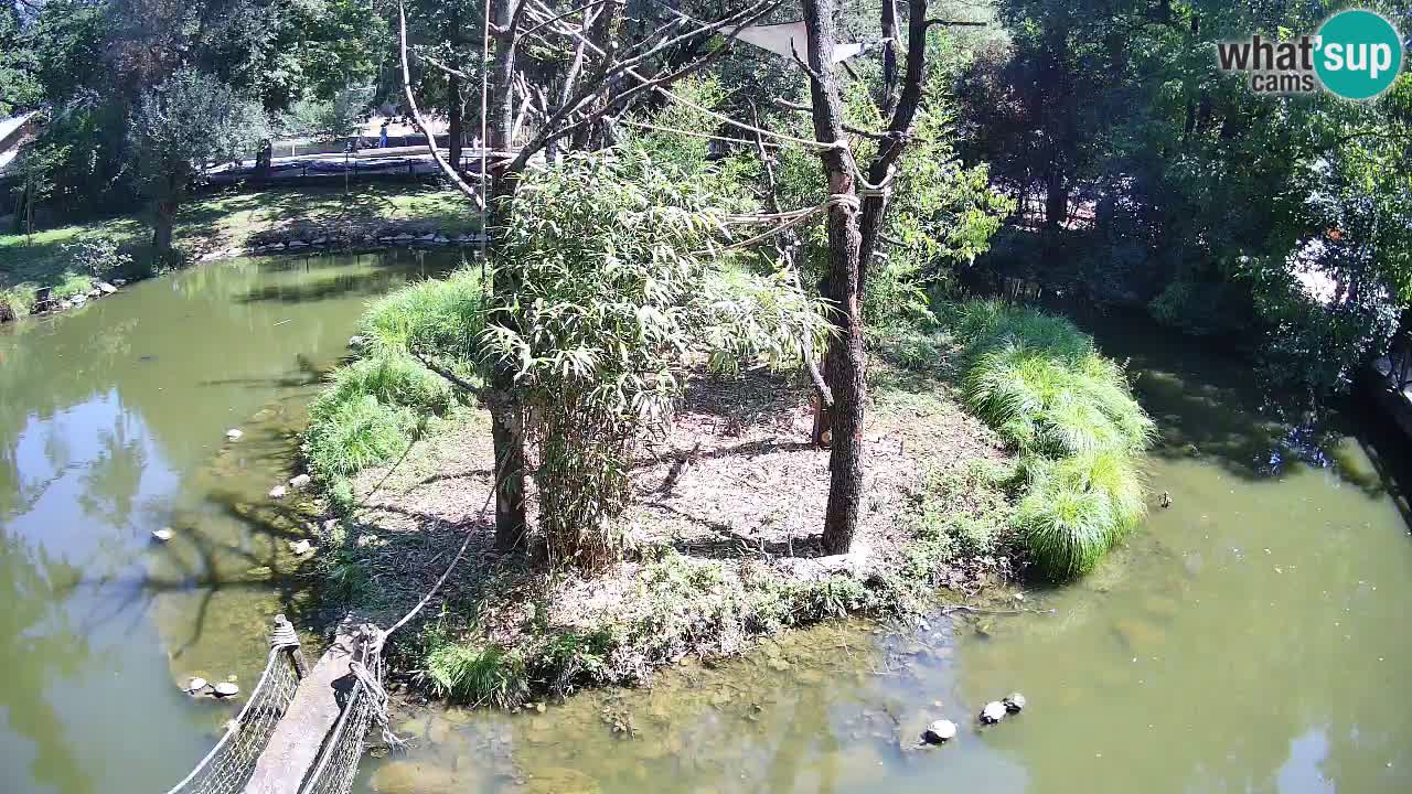 Gibon – Nomascus gabriellae – Zoo Ljubljana web kamera