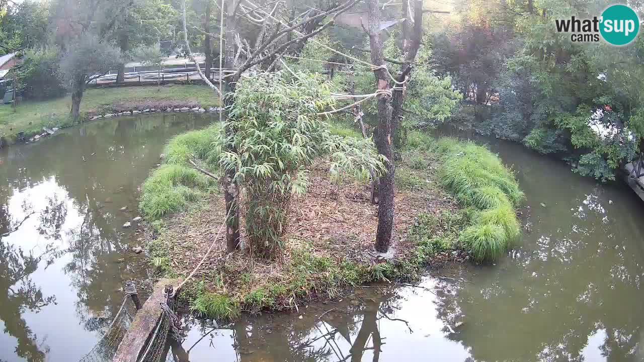Gibbon à joues jaunes Zoo Ljubljana live cam