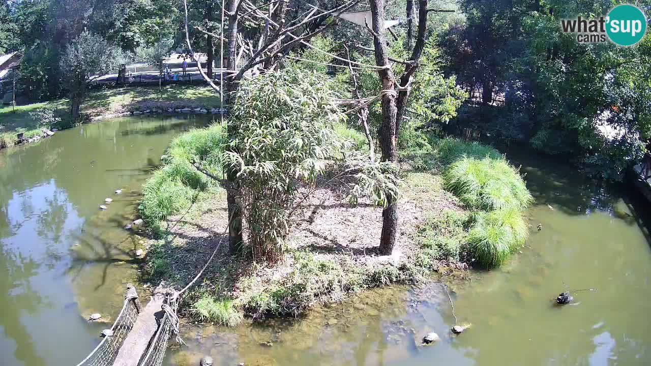 Südlicher Gelbwangen-Schopfgibbon Zoo Ljubljana webcam