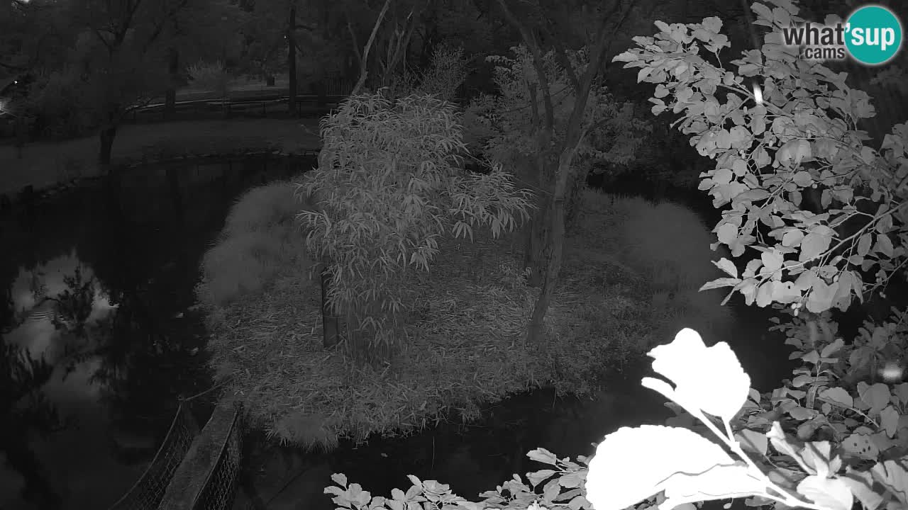 Yellow-cheeked gibbon Zoo Ljubljana livecam