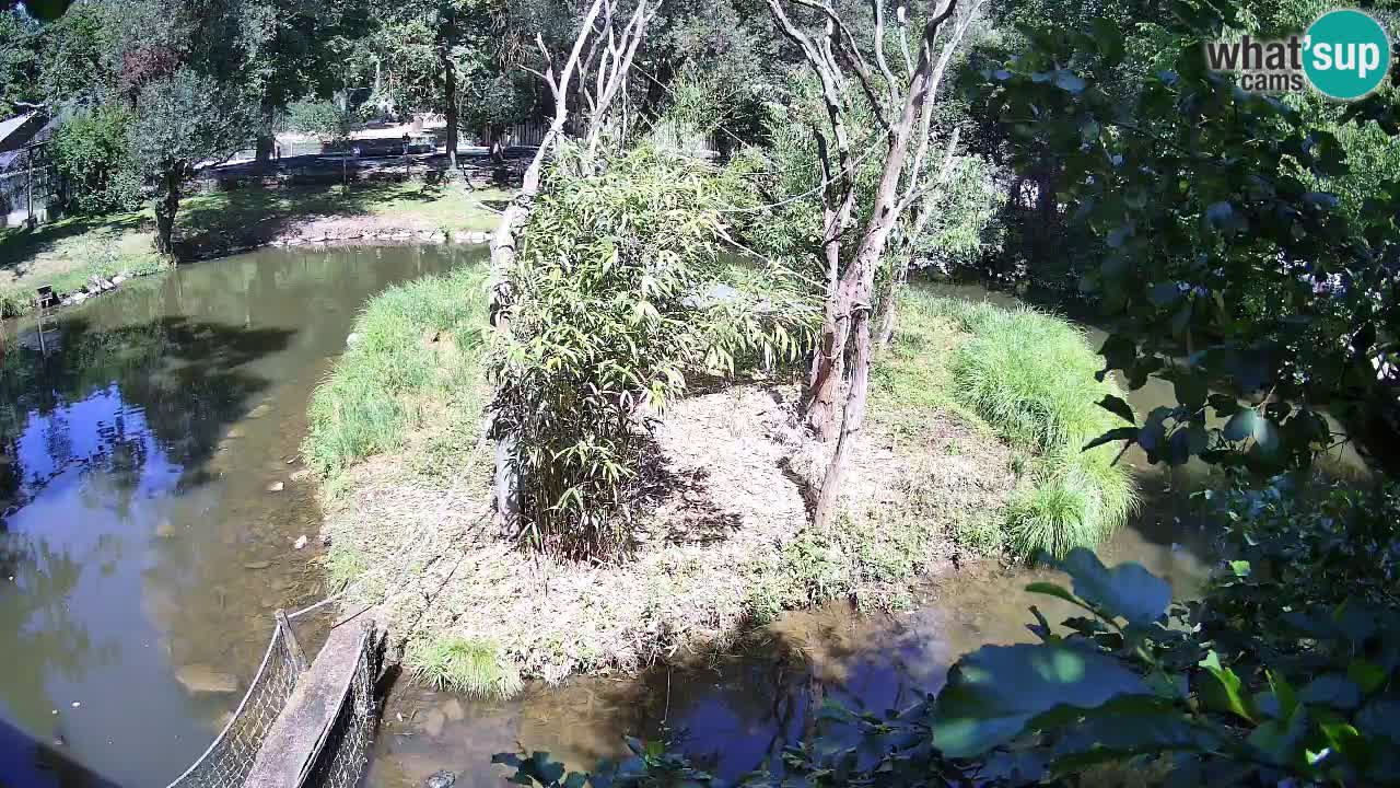 Südlicher Gelbwangen-Schopfgibbon Zoo Ljubljana webcam