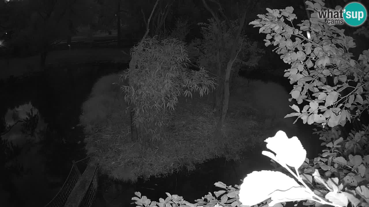 Yellow-cheeked gibbon Zoo Ljubljana livecam
