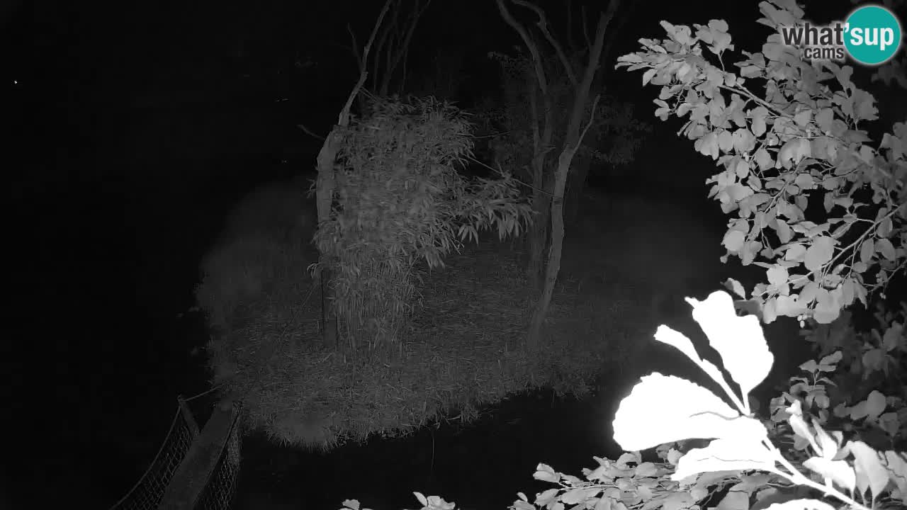 Südlicher Gelbwangen-Schopfgibbon Zoo Ljubljana webcam
