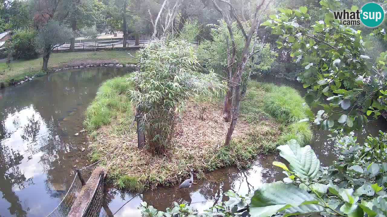 Gibon – Nomascus gabriellae – Zoo Ljubljana web kamera