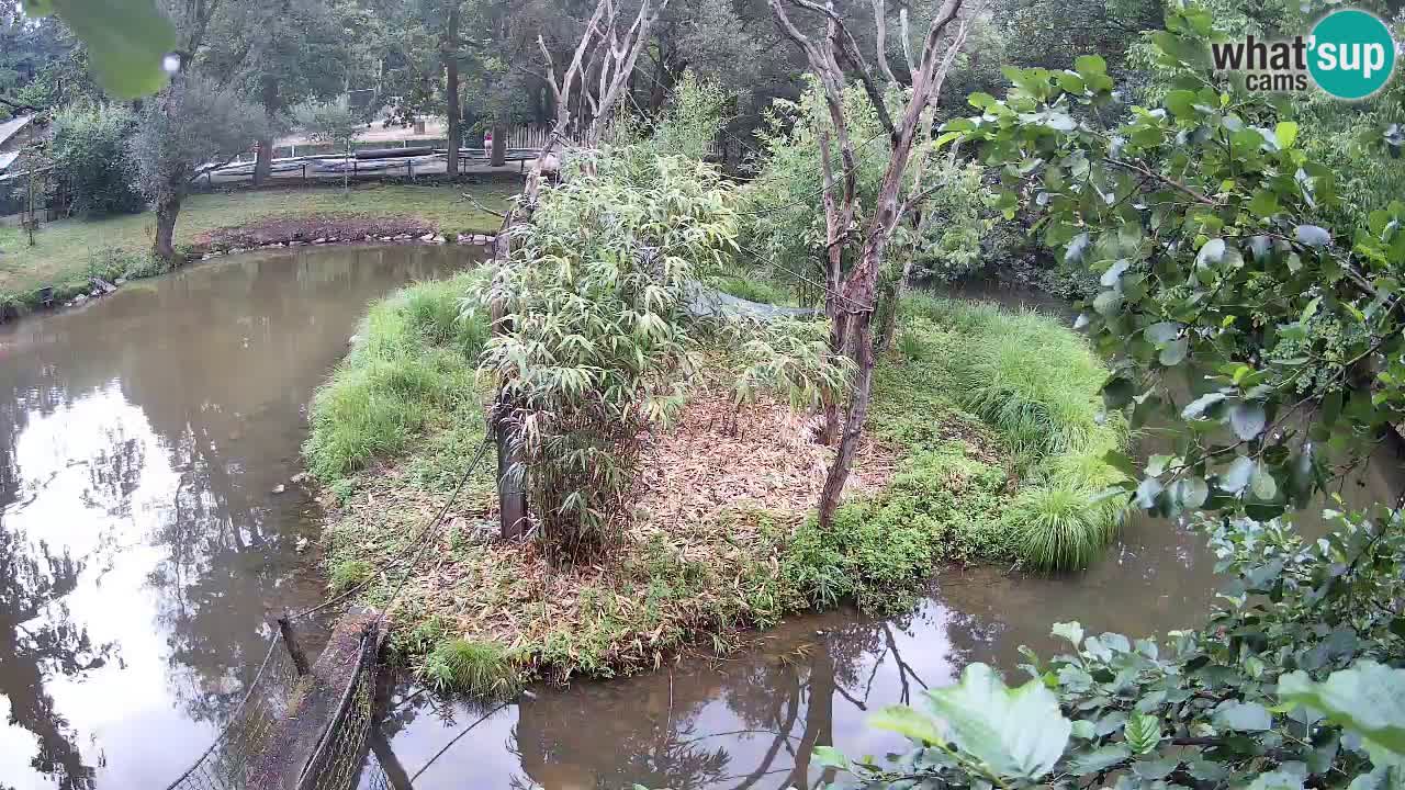 Südlicher Gelbwangen-Schopfgibbon Zoo Ljubljana webcam