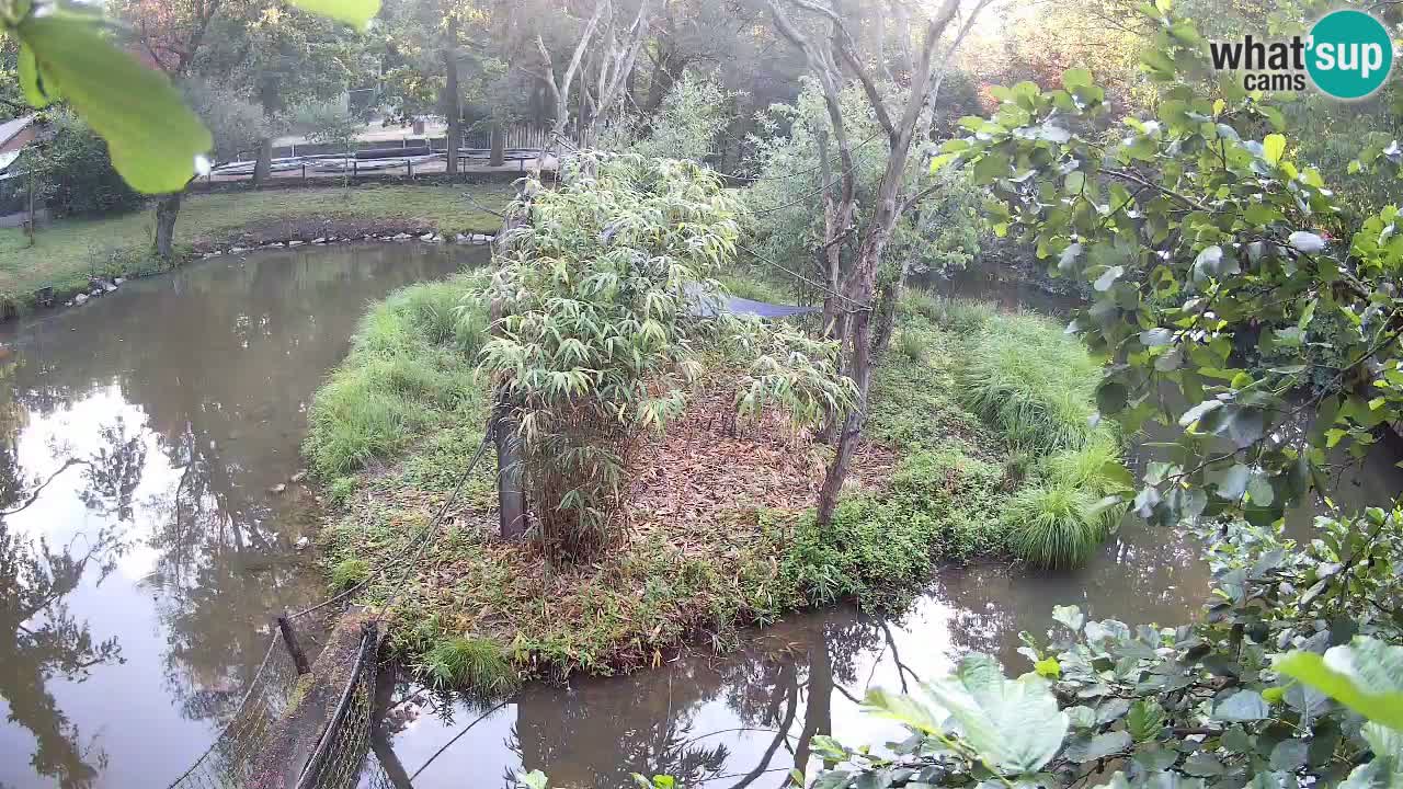 Südlicher Gelbwangen-Schopfgibbon Zoo Ljubljana webcam