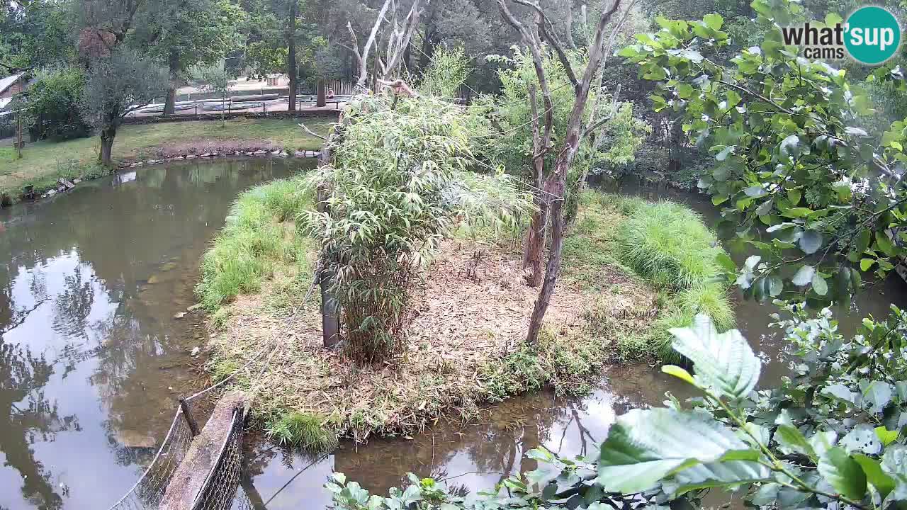 Südlicher Gelbwangen-Schopfgibbon Zoo Ljubljana webcam