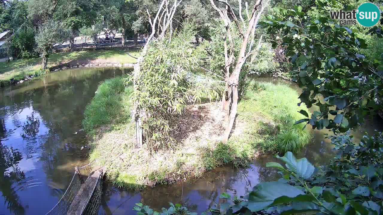 Südlicher Gelbwangen-Schopfgibbon Zoo Ljubljana webcam