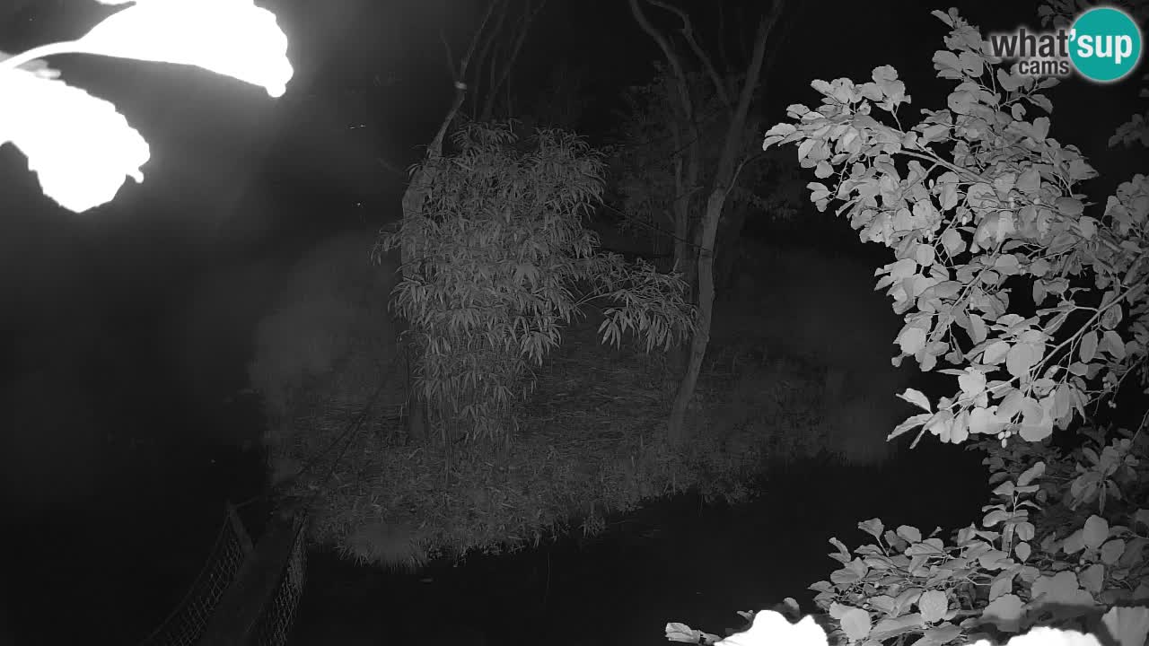Yellow-cheeked gibbon Zoo Ljubljana livecam