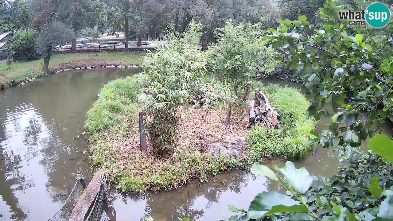 Gibon – Nomascus gabriellae – Zoo Ljubljana web kamera