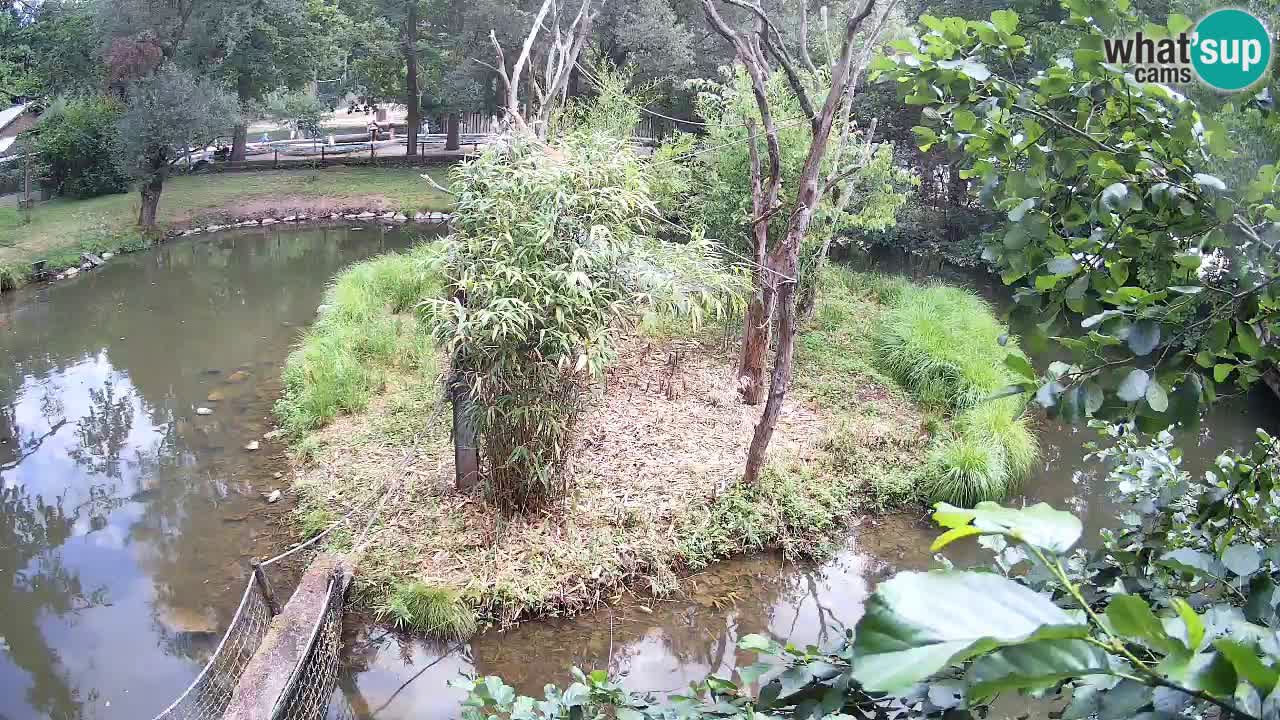Gibon – Nomascus gabriellae – Zoo Ljubljana web kamera
