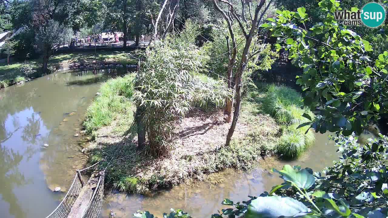 Südlicher Gelbwangen-Schopfgibbon Zoo Ljubljana webcam