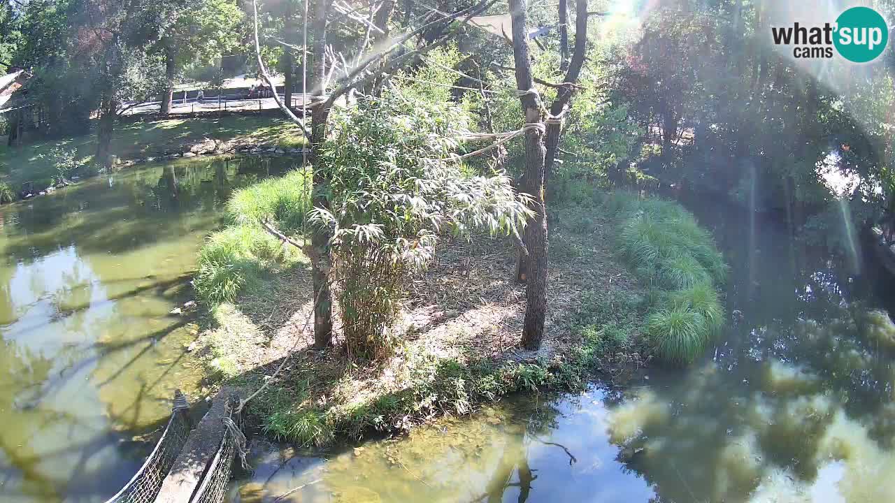 Gibon – Nomascus gabriellae – Zoo Ljubljana web kamera