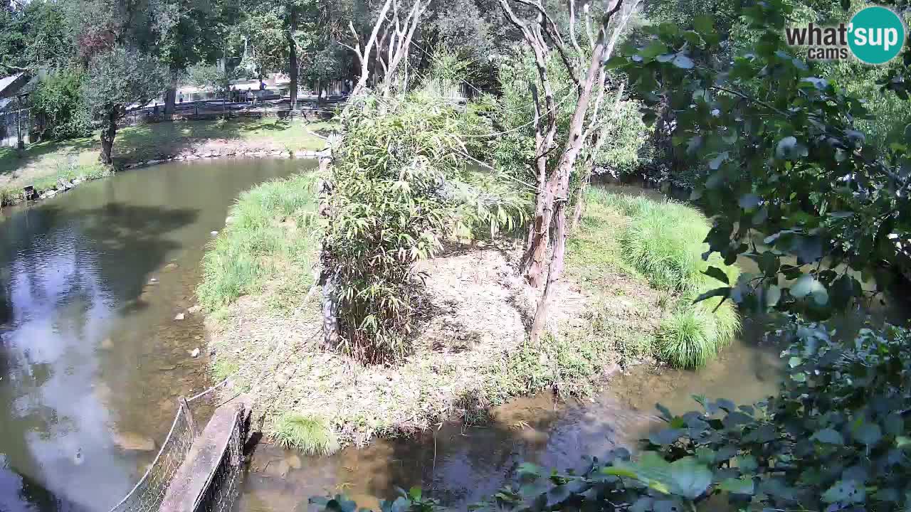 Yellow-cheeked gibbon Zoo Ljubljana livecam