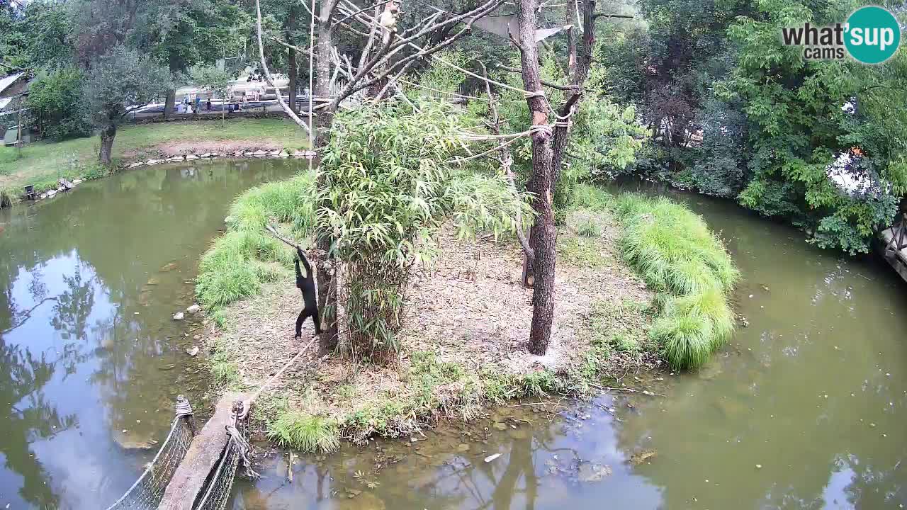 Gibbon à joues jaunes Zoo Ljubljana live cam