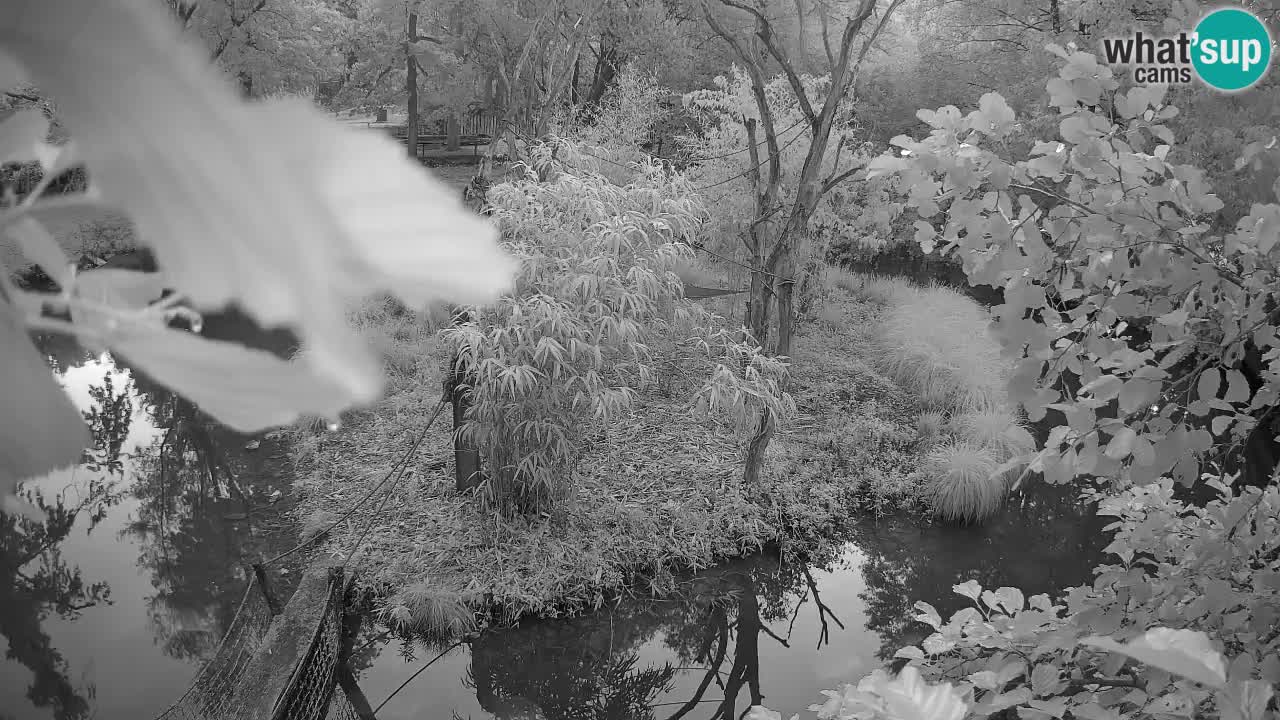 Gibon – Nomascus gabriellae – Zoo Ljubljana web kamera