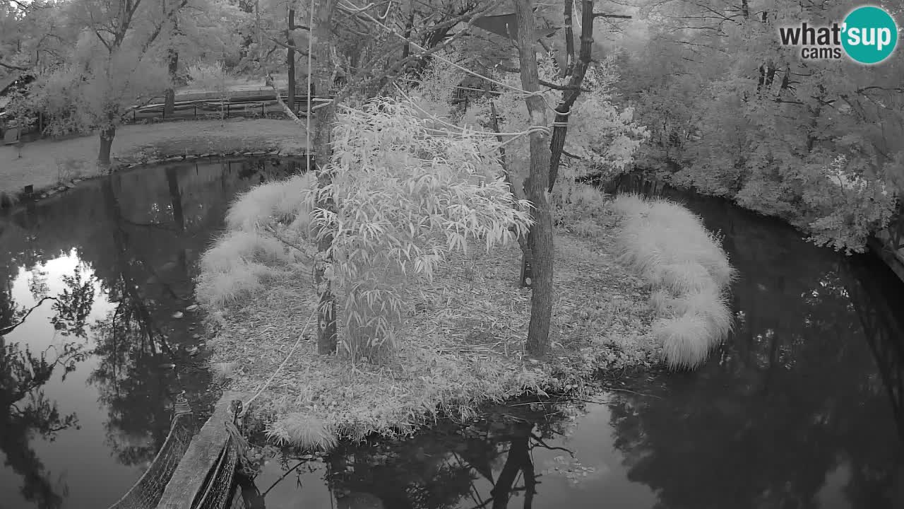 Gibbon à joues jaunes Zoo Ljubljana live cam