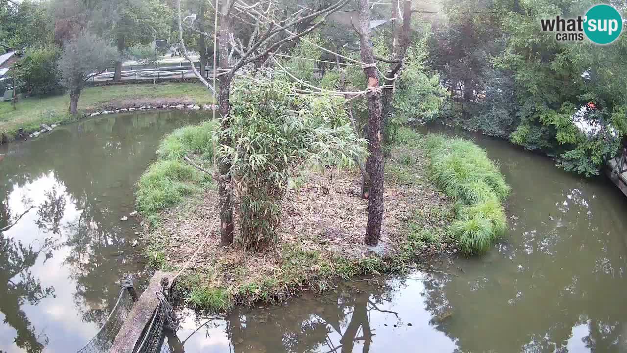 Gibbone dalle guance rosa nello ZOO di Ljubljana