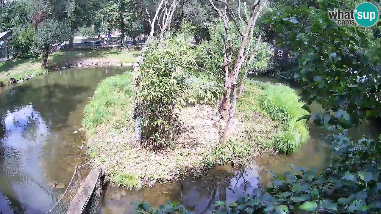 Südlicher Gelbwangen-Schopfgibbon Zoo Ljubljana webcam