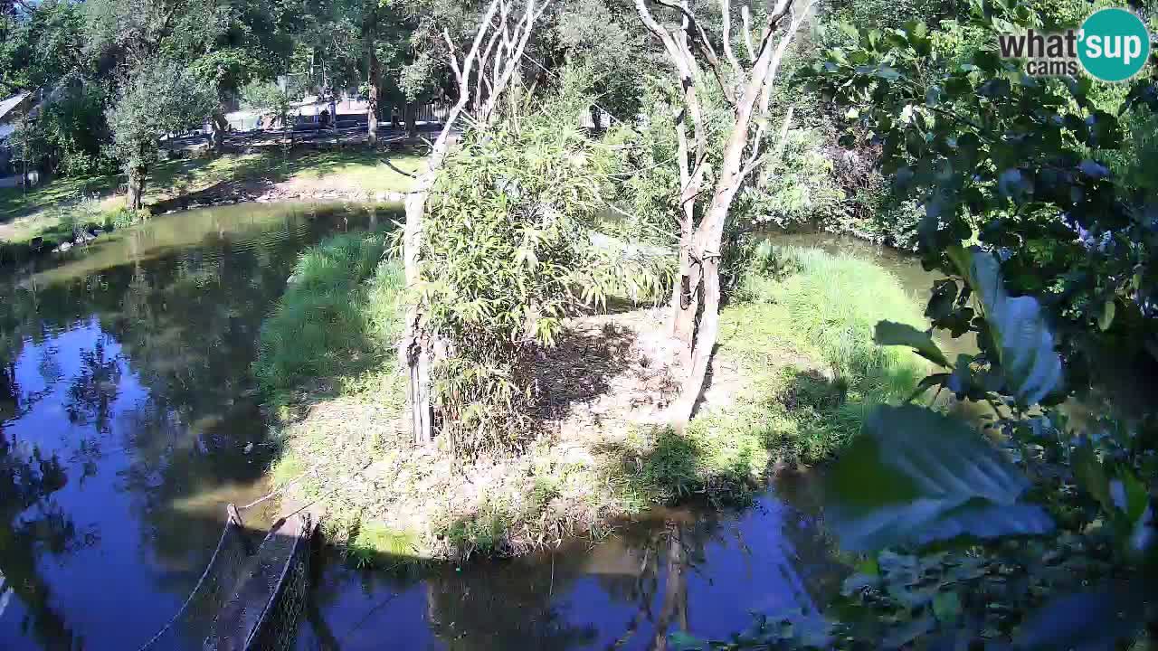 Südlicher Gelbwangen-Schopfgibbon Zoo Ljubljana webcam