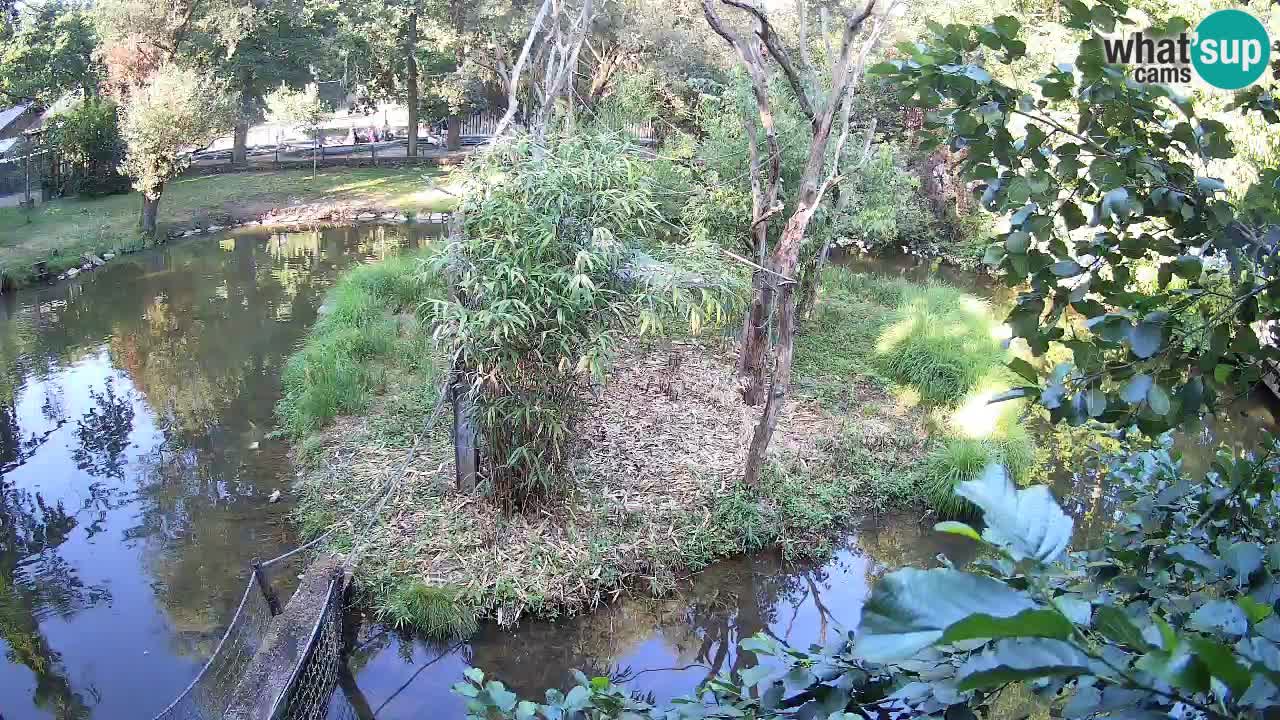 Südlicher Gelbwangen-Schopfgibbon Zoo Ljubljana webcam