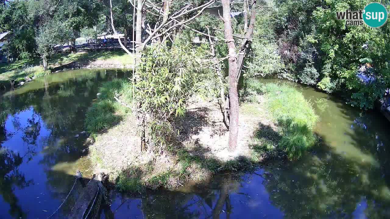 Zlatolični gibon živalski vrt Ljubljana