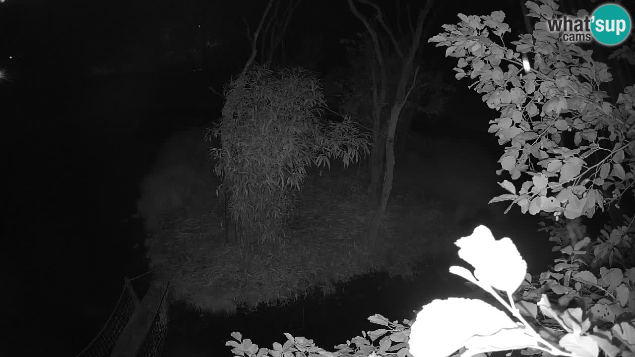 Gibbon à joues jaunes Zoo Ljubljana live cam