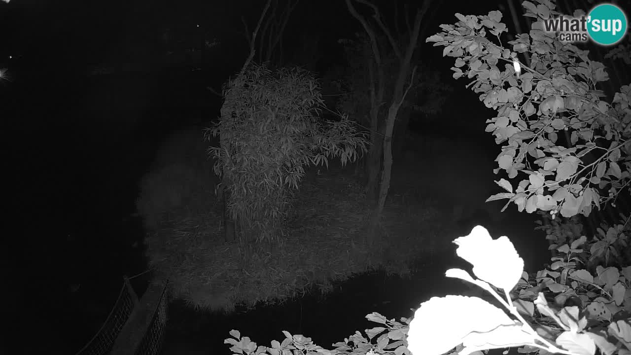 Gibon – Nomascus gabriellae – Zoo Ljubljana web kamera