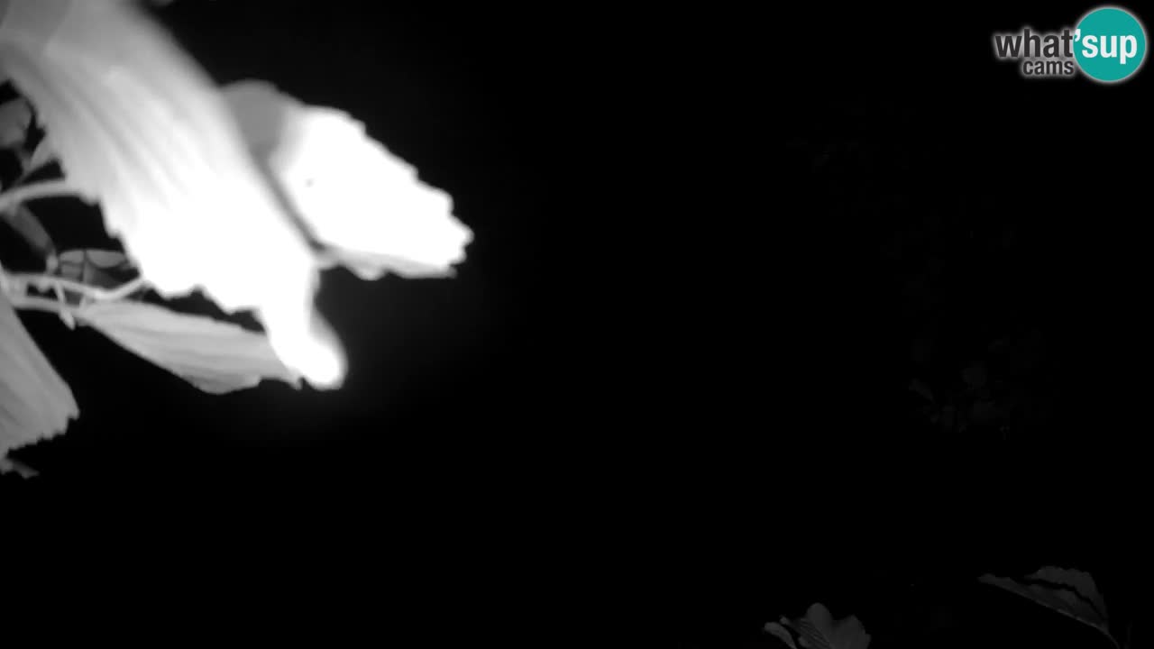 Südlicher Gelbwangen-Schopfgibbon Zoo Ljubljana webcam