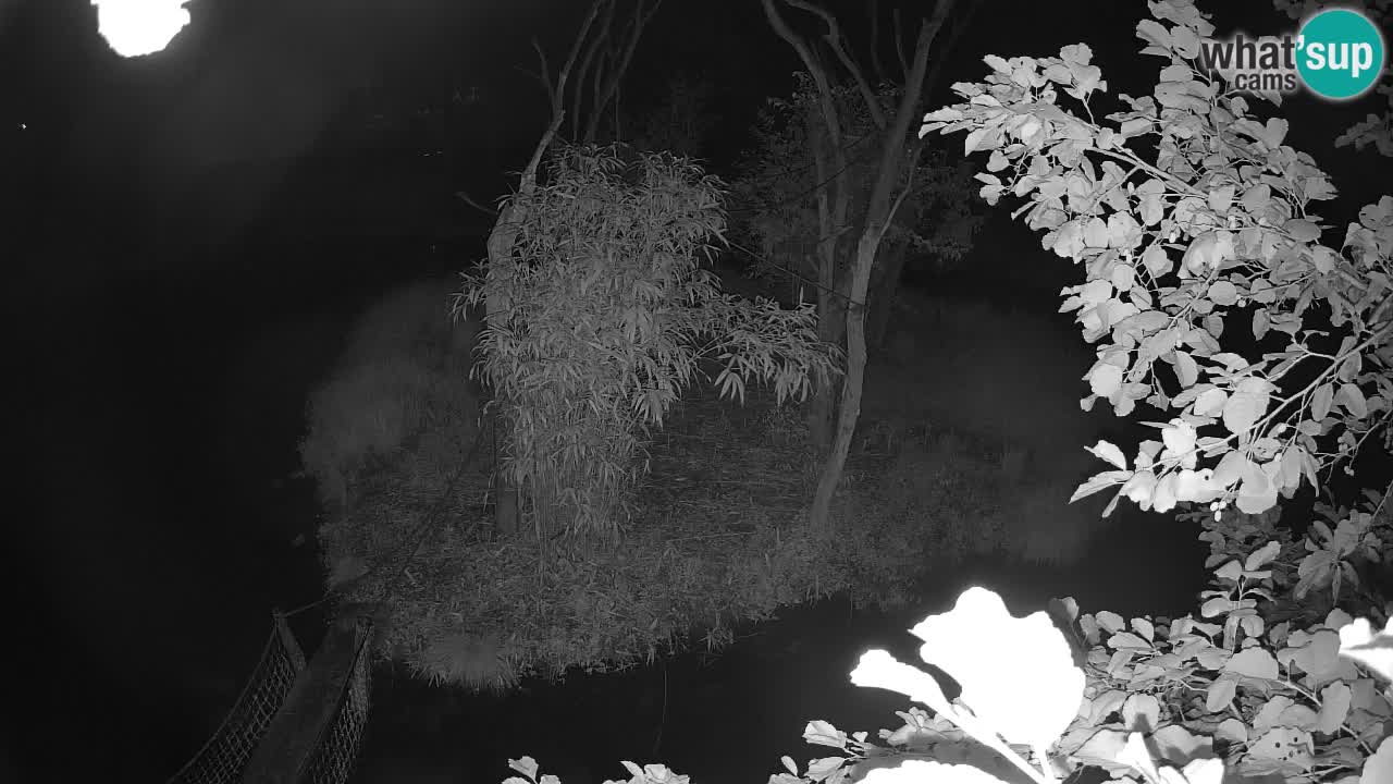 Gibbon à joues jaunes Zoo Ljubljana live cam