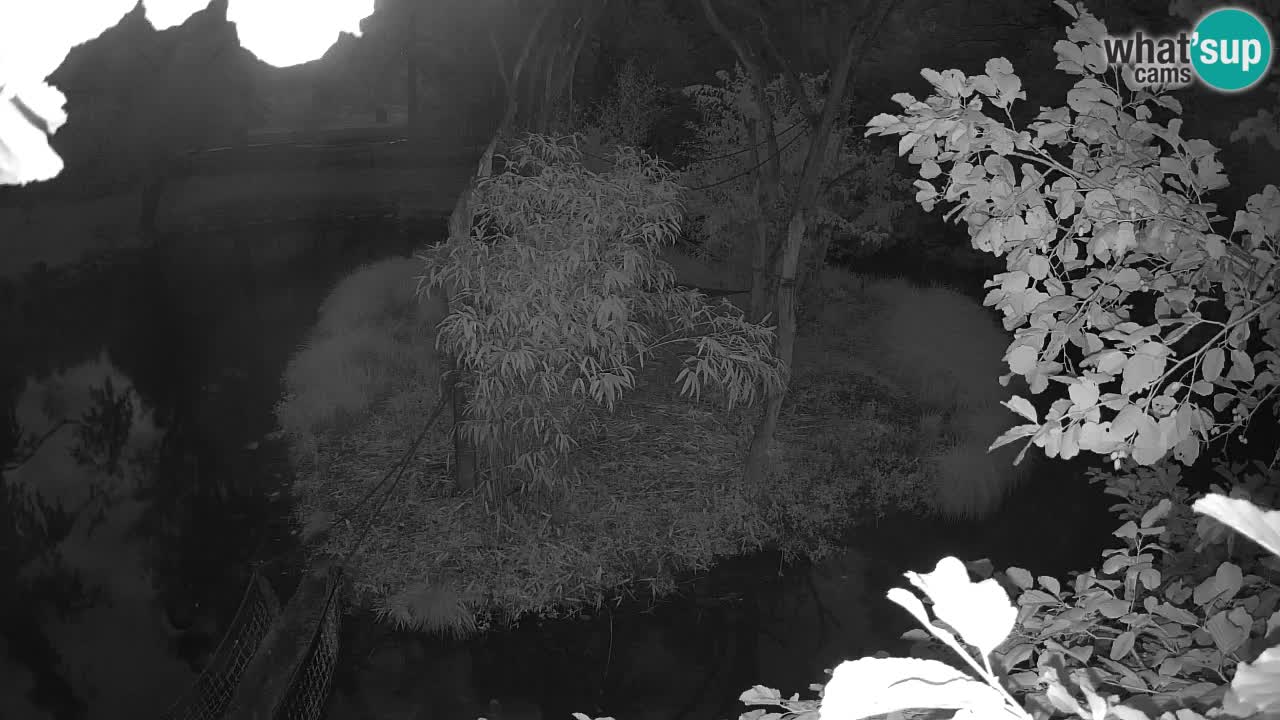 Gibbon à joues jaunes Zoo Ljubljana live cam