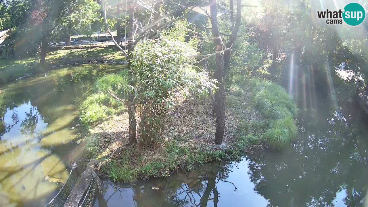 Gibbon à joues jaunes Zoo Ljubljana live cam