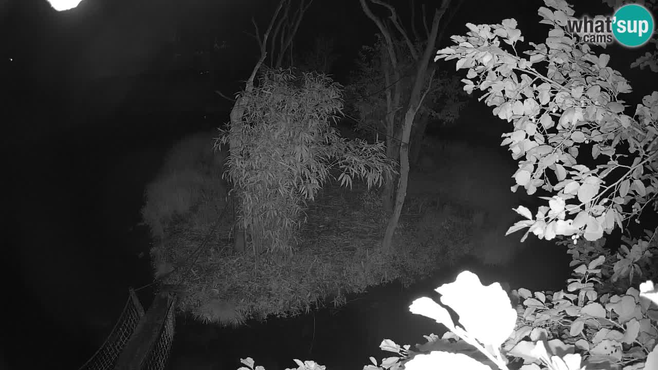 Südlicher Gelbwangen-Schopfgibbon Zoo Ljubljana webcam