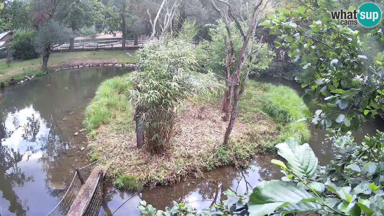 Yellow-cheeked gibbon Zoo Ljubljana livecam