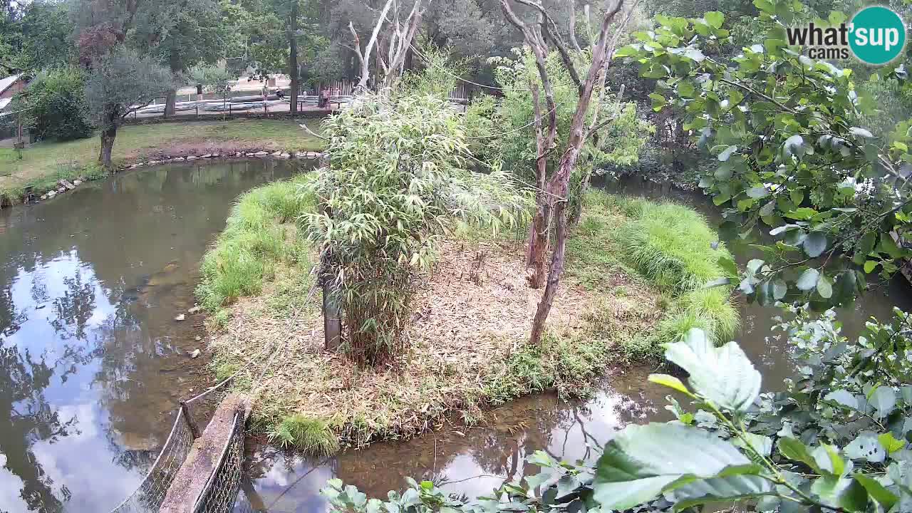 Gibon – Nomascus gabriellae – Zoo Ljubljana web kamera