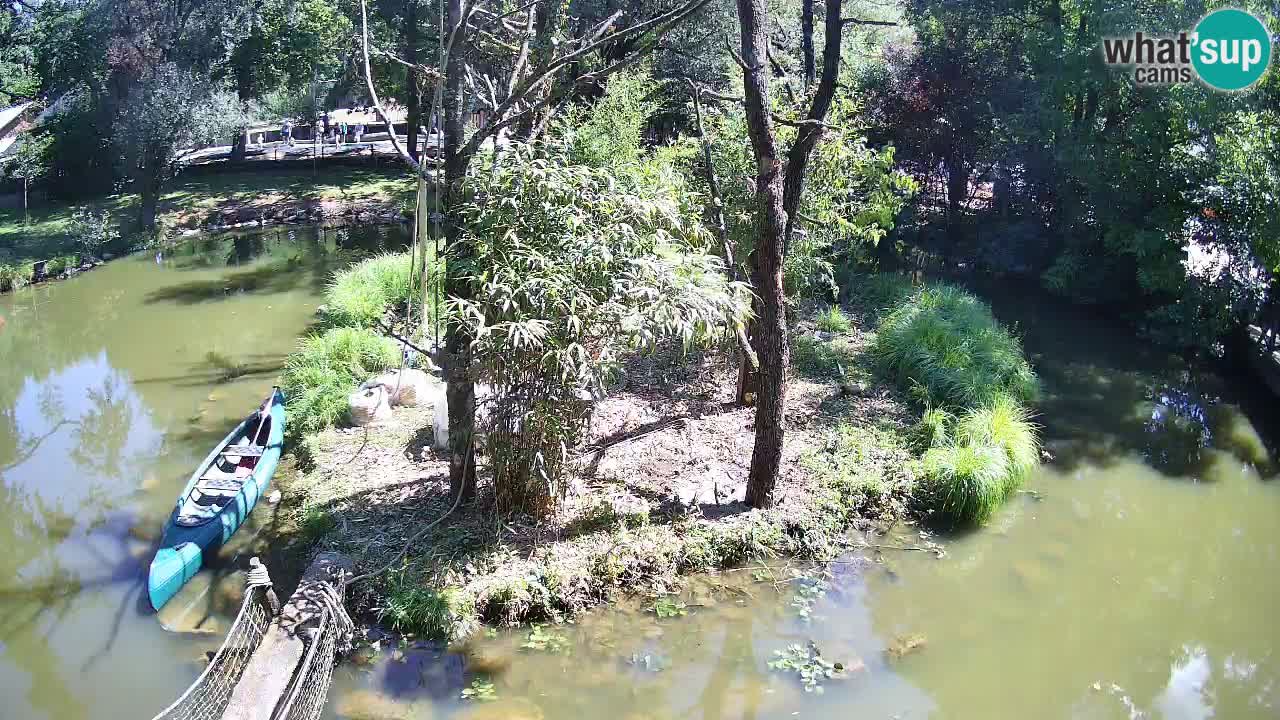 Yellow-cheeked gibbon Zoo Ljubljana livecam