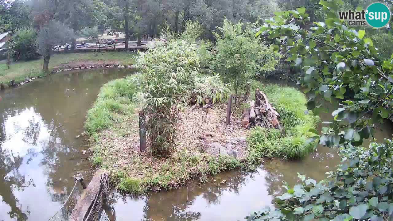 Gibón de mejillas beige Zoo Ljubljana