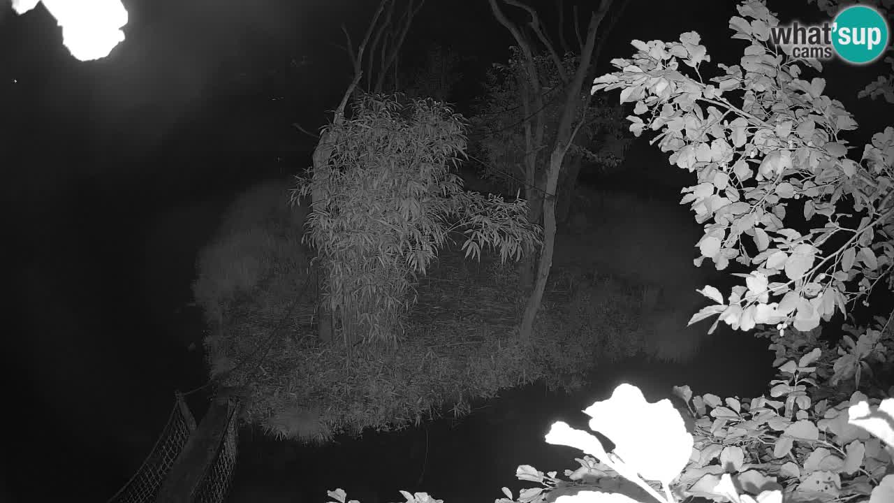 Gibbon à joues jaunes Zoo Ljubljana live cam