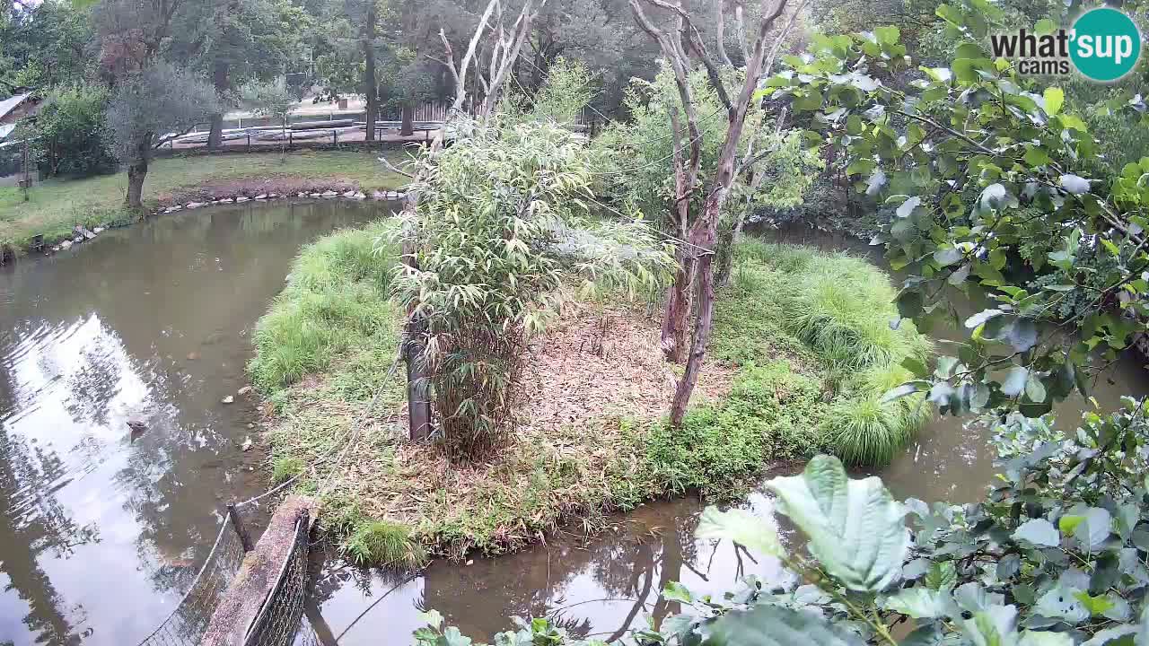 Südlicher Gelbwangen-Schopfgibbon Zoo Ljubljana webcam