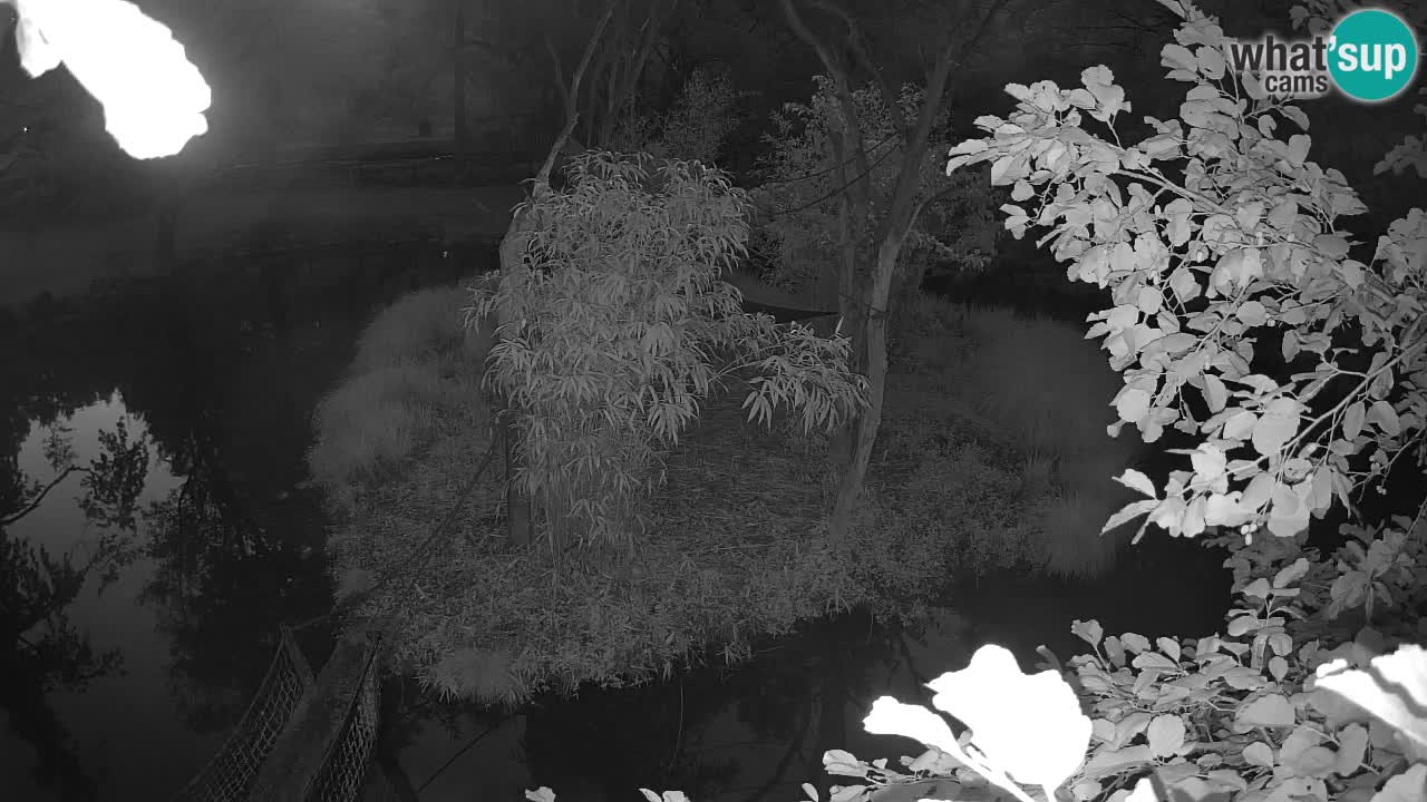 Gibbone dalle guance rosa nello ZOO di Ljubljana