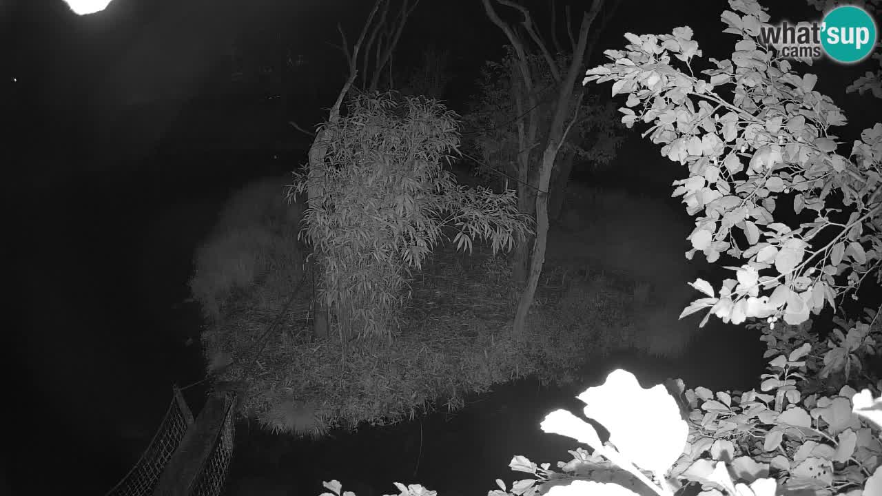 Gibbon à joues jaunes Zoo Ljubljana live cam