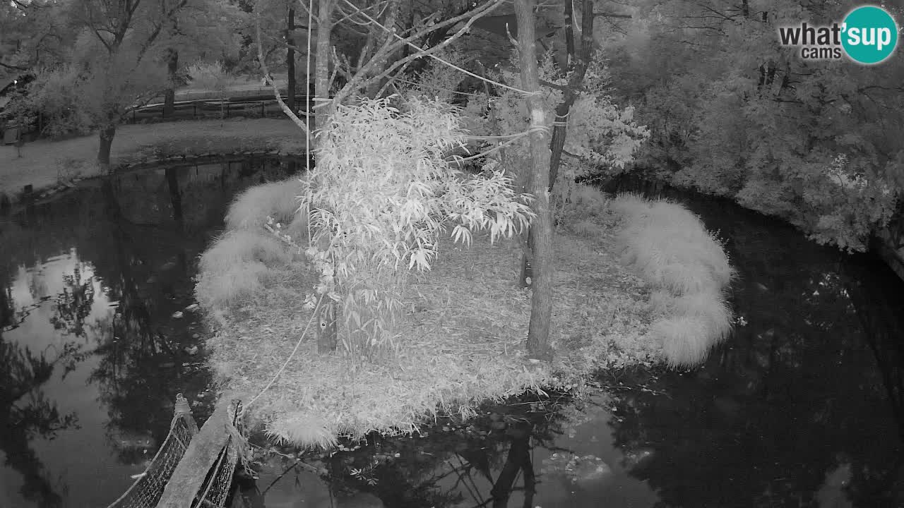 Yellow-cheeked gibbon Zoo Ljubljana livecam