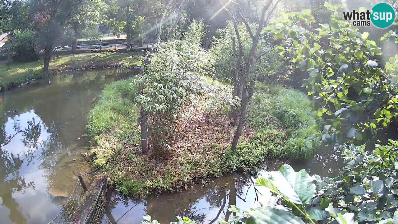 Gibbon à joues jaunes Zoo Ljubljana live cam