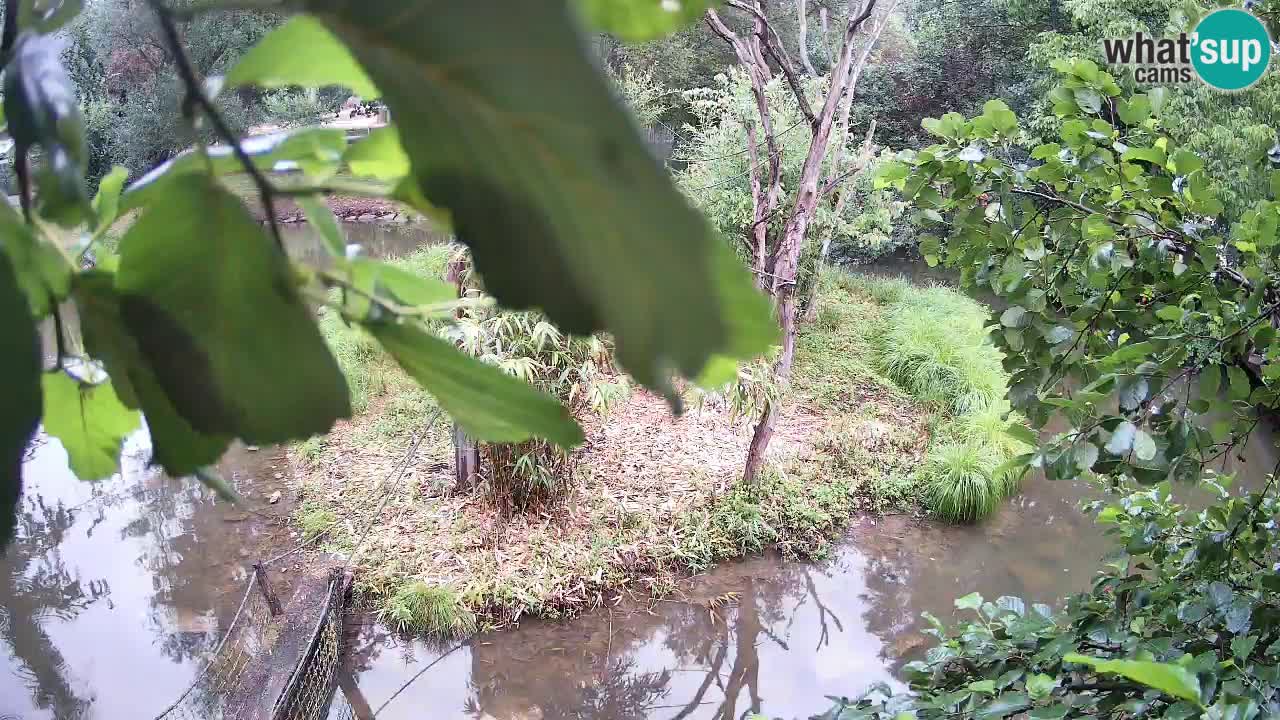 Yellow-cheeked gibbon Zoo Ljubljana livecam